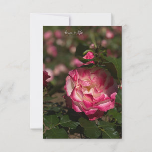 Pink & White Rose Card