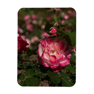 Pink & White Rose Magnet