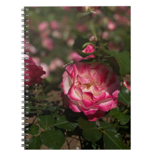 Pink & White Rose Notebook