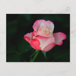 Pink-White Rose Postcard