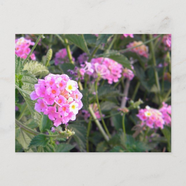 Pink Wild Flower Postcard (Front)