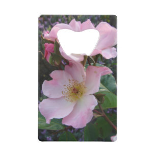 Pink Wild Rose Flower floral Photo