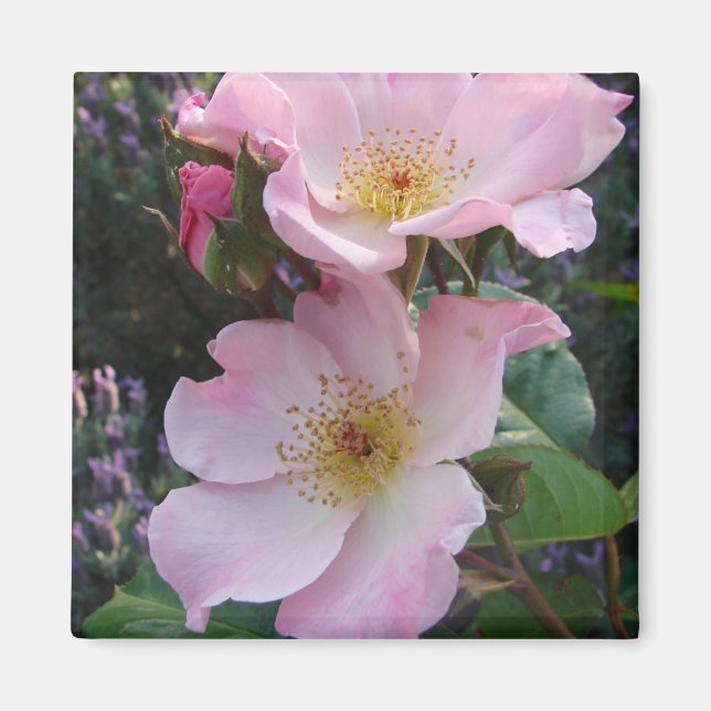 Pink Wild Rose Flower floral Photo Magnet (Front)
