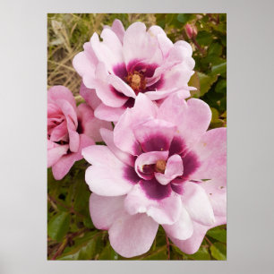Pink Wild Rose Roses Floral Flower Garden Poster