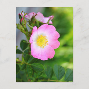 Pink Wild Tea Rose Blossom Postcard