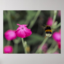 Pink Wildflower And Bumble Bee Nature Photography