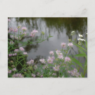 Pink Wildflowers Near Brook Nature Postcard