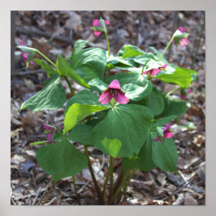 Pink Wildflowers Poster