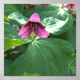 Pink Wildflowers Poster