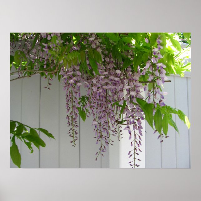 Pink Wisteria ~ print (Front)