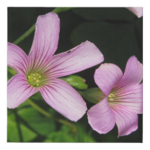 Pink Wood Sorrel 