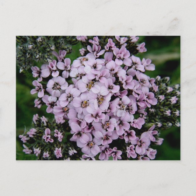 Pink Yarrow, Unalaska Island Postcard (Front)