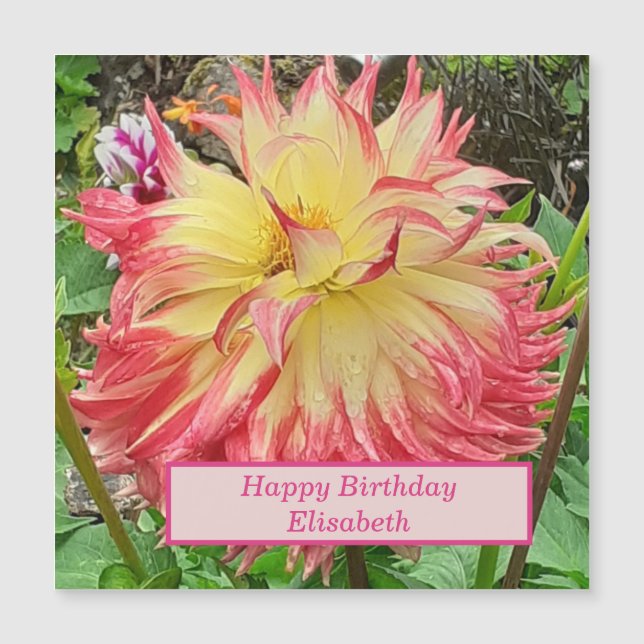Pink & Yellow Dahlia Magnetic Card (Front)
