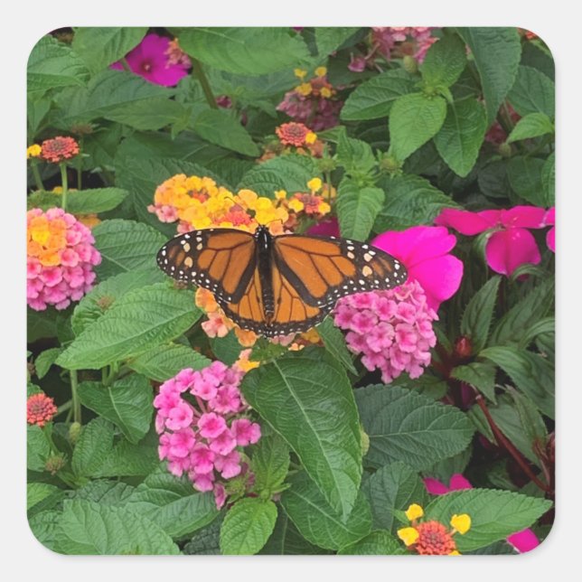 Pink Yellow Green Floral Lantana with Butterfly Square Sticker (Front)