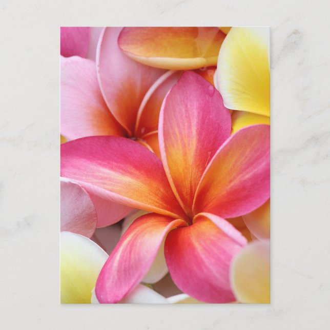 Pink Yellow Purple Plumeria Frangipani Flowers Postcard (Front)