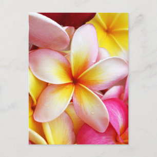 Pink Yellow Purple Plumeria Frangipani Flowers Postcard
