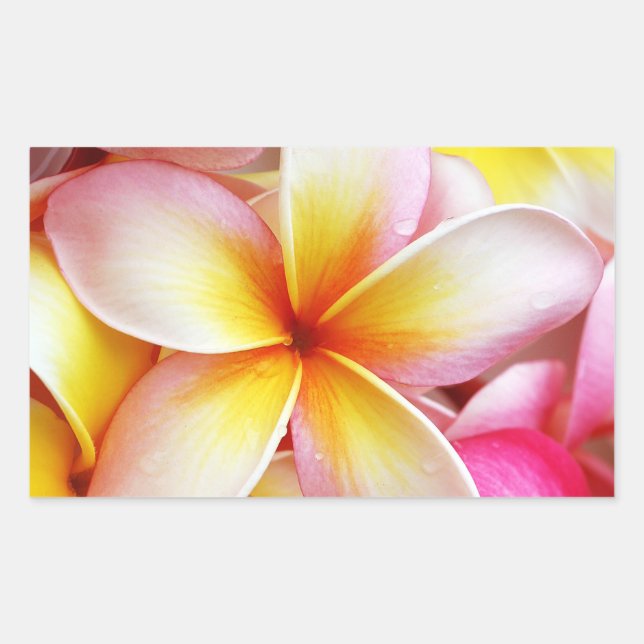 Pink Yellow Purple Plumeria Frangipani Flowers Rectangular Sticker (Front)