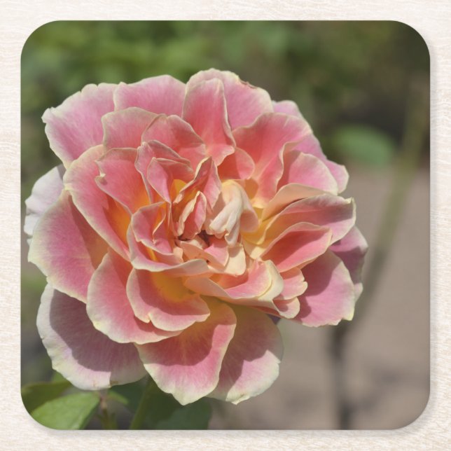 Pink Yellow Rose Coaster (Front)