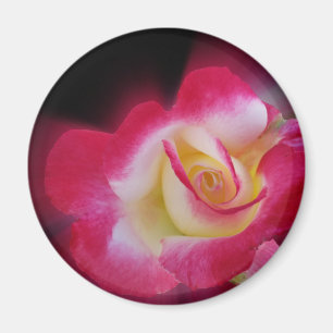 pink yellow rose magnet