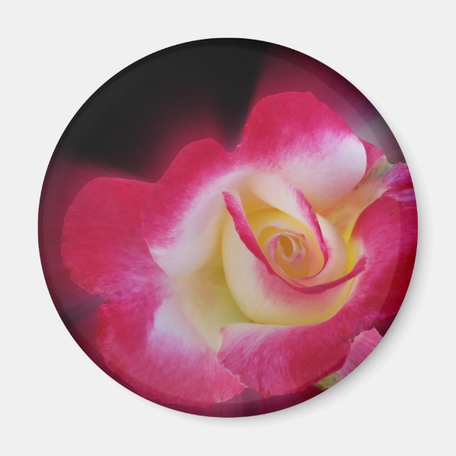 pink yellow rose magnet (Front)