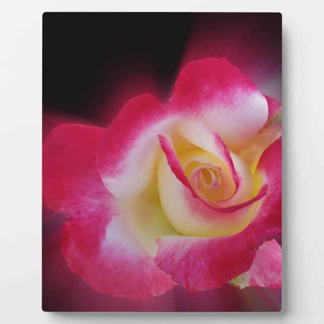 pink yellow rose plaque (Front)
