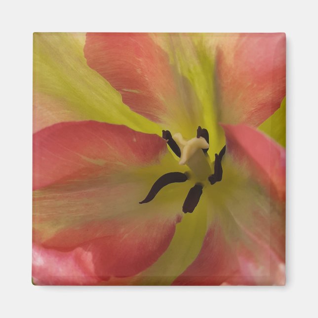 Pink & Yellow Tulip Magnet (Front)