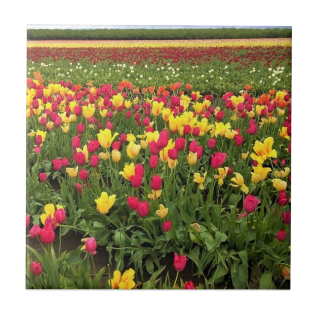 Pink & Yellow Tulips, Oregon Tile (Front)