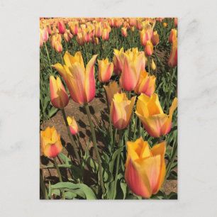 Pink & Yellow Tulips Postcard