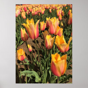 Pink & Yellow Tulips Poster