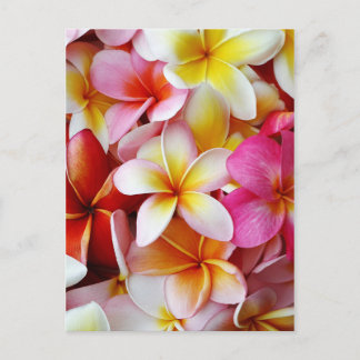 Pink Yellow White Mixed Plumeria Flower Postcard
