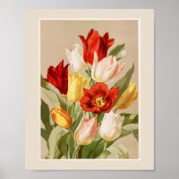 Pink, Yellow, White & Red Tulips