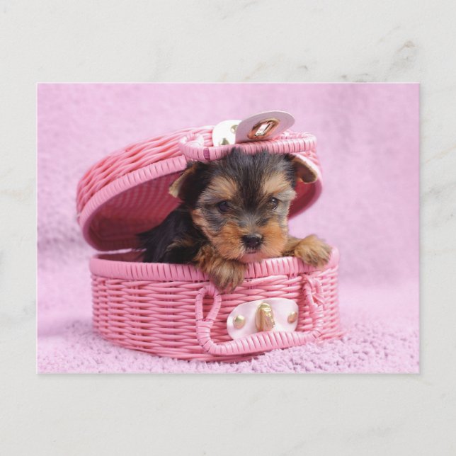 Pink Yorkie Postcard (Front)