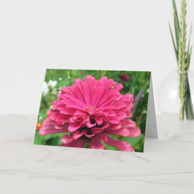 Pink Zinnia  - Birthday Card (Front)