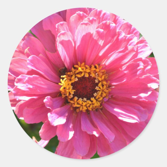 Pink Zinnia Classic Round Sticker (Front)