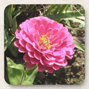 Pink Zinnia Cork Coaster