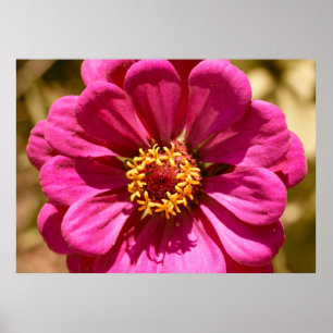 Pink Zinnia Elegans   Photo Print