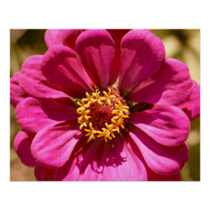 Pink Zinnia Elegans   Poster