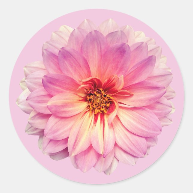 Pink Zinnia Flower Classic Round Sticker (Front)