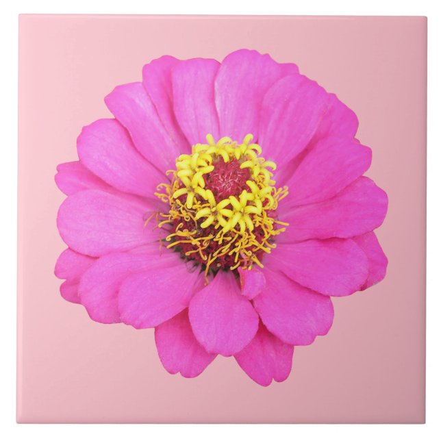 Pink Zinnia Flower on Ceramic Tile (Front)
