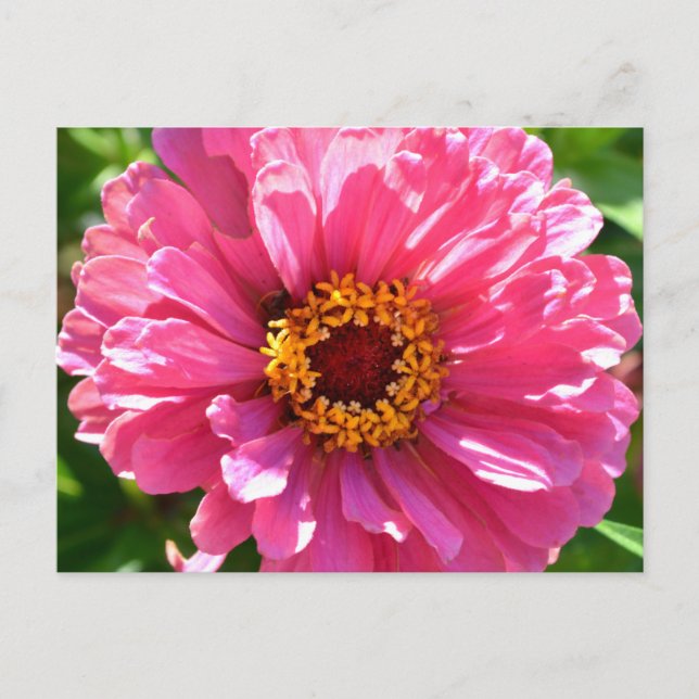 Pink Zinnia Postcard (Front)