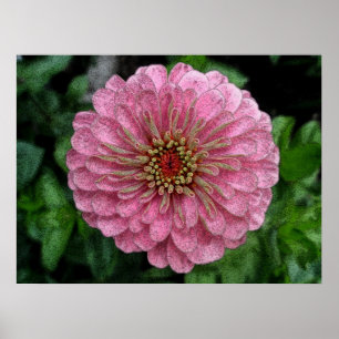 Pink Zinnia Poster