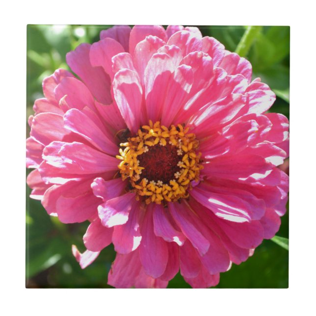 Pink Zinnia Tile (Front)
