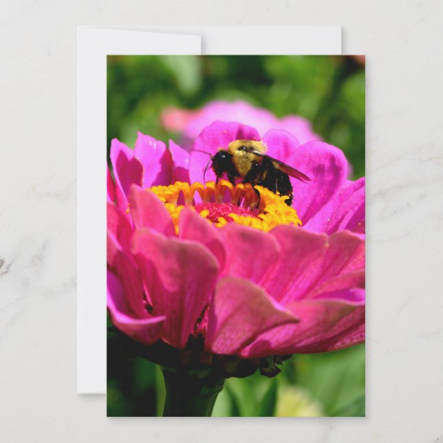 Pink zinnia with bumblebee, pink flowers, cute bee invitation (Front)
