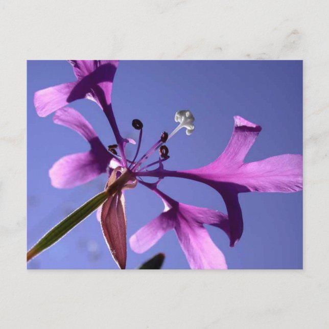 PINKFAIRIES POSTCARD (Front)