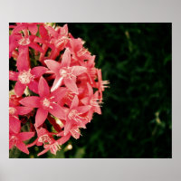 pinkish