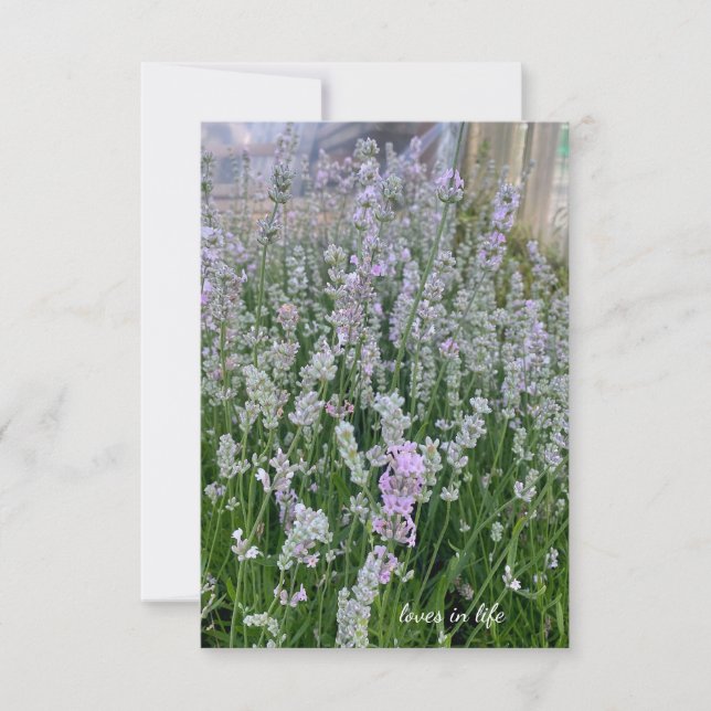 Pinkish White Lavender Plants Card (Front)