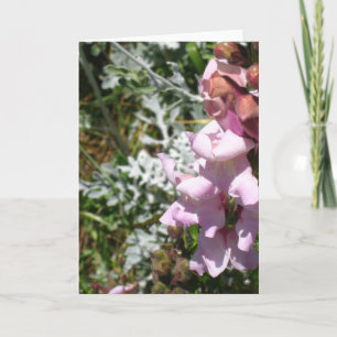 Pinks! Greeting Card