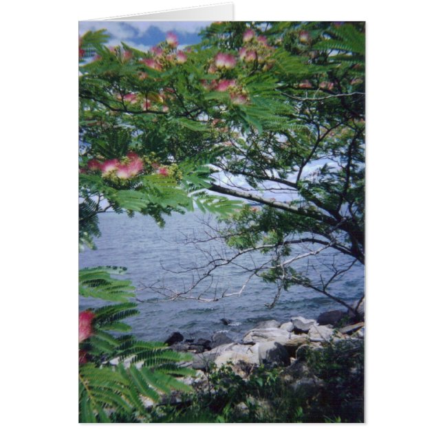 pinktreewaterview 001 (Front)