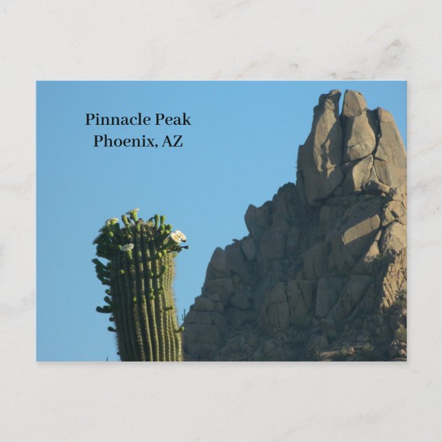 Pinnacle Peak Phoenix AZ Hike Cactus in Flower Holiday Postcard (Front)