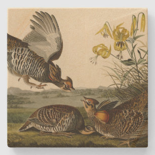 Pinnated Grouse (Grous) Audubon's Birds of America Stone Coaster